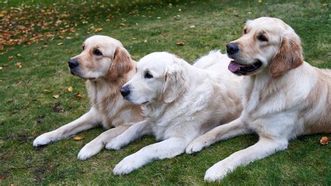 金毛犬禁喫什麼食物：探討金毛犬飲食禁忌與營養均衡的重要性